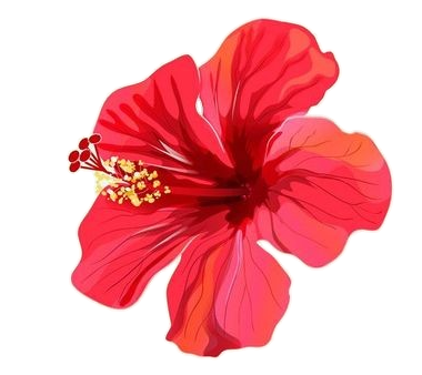 Transparent Hibiscus Png