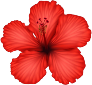 Hibiscus-3