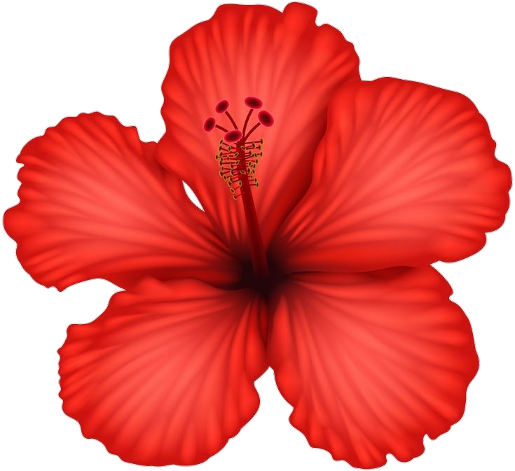 Red Hibiscus Png