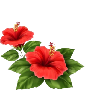 Hibiscus-4