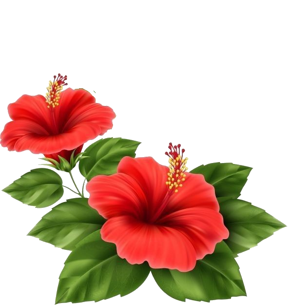 Hibiscus Flower Png Image