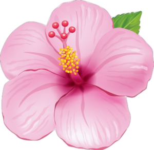 Hibiscus-5