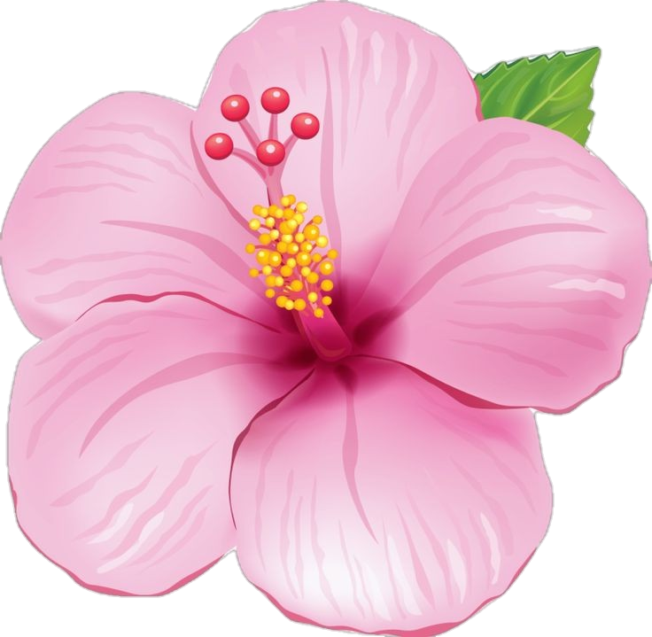 Pink Hibiscus clipart Png