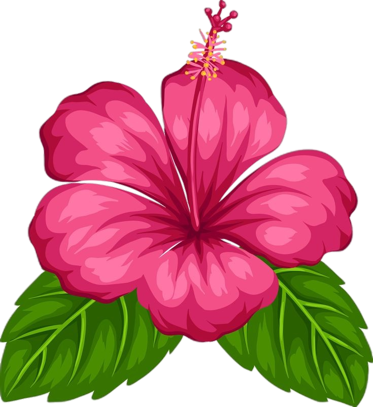 Hibiscus Flower clipart Png