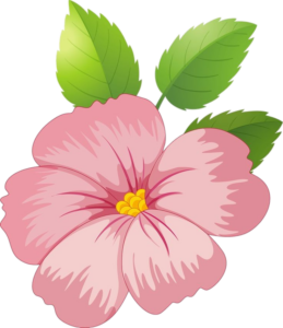 Hibiscus-7