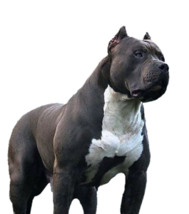 pitbull Dog Png