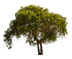 High-resolution Tree PNG