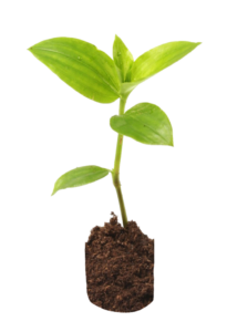 Tree Plant PNG