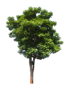 Forest Tree PNG