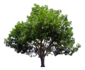 Transparent Tree PNG
