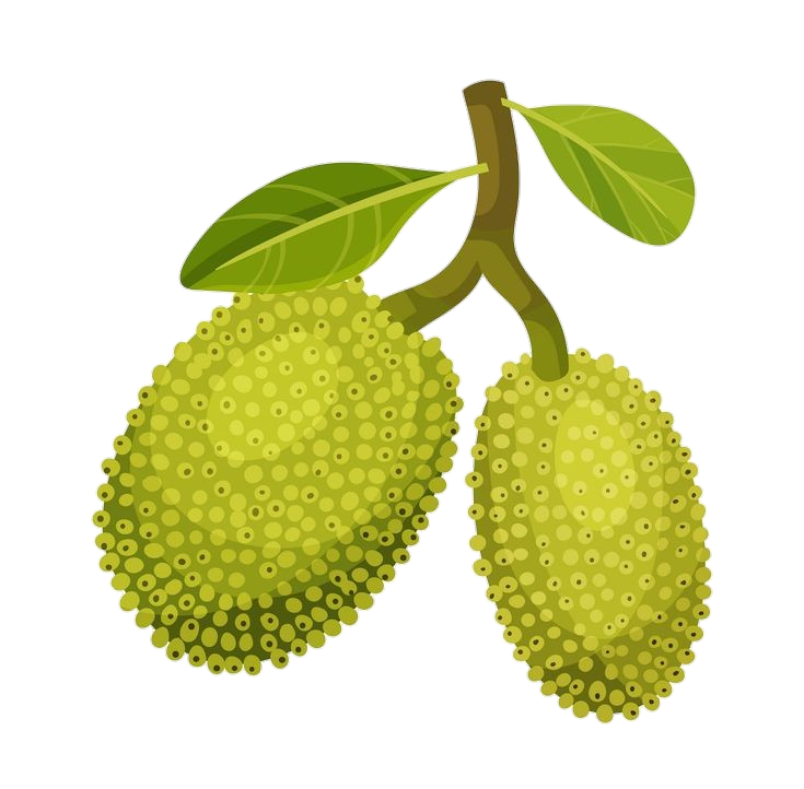 baby Jackfruit illustration Png