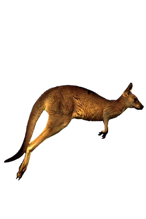 Kangaroo-10