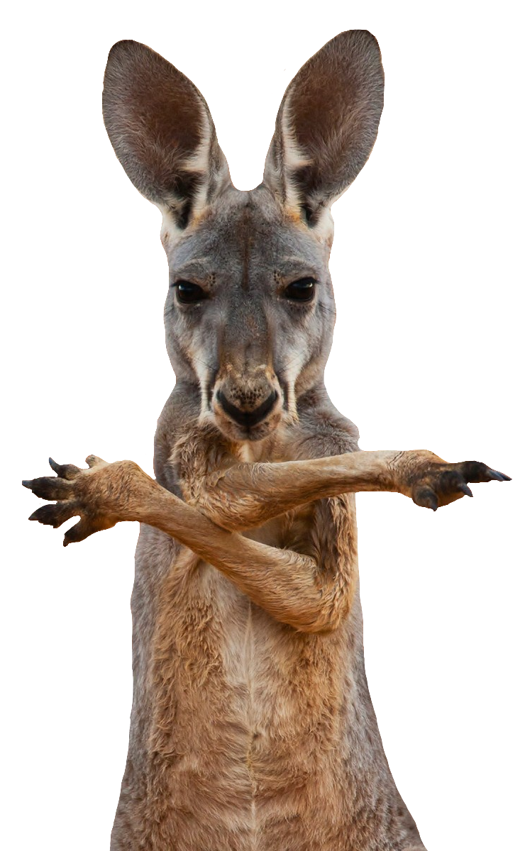 Kangaroo-11