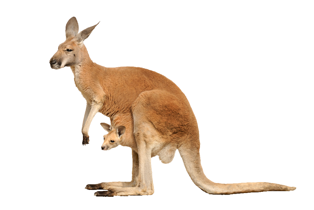 Kangaroo Png
