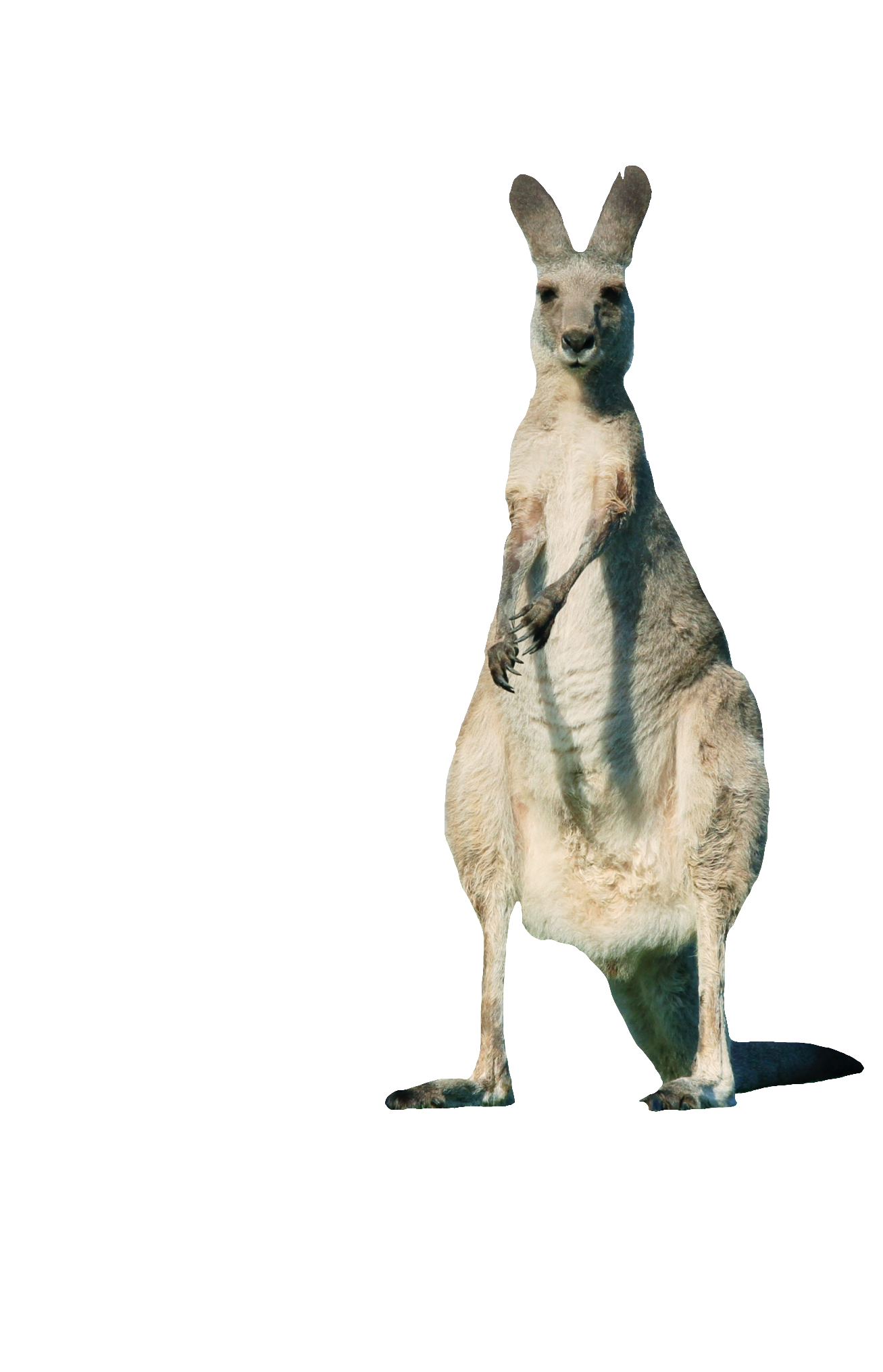 Kangaroo-15