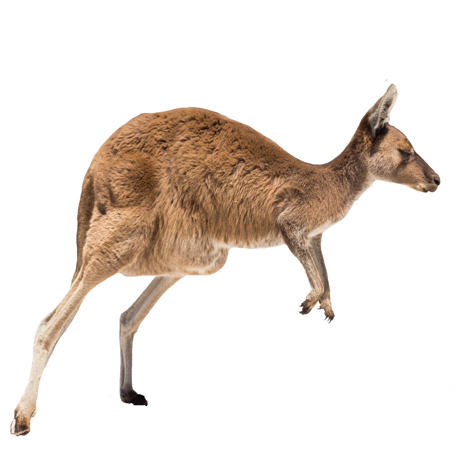 Kangaroo-16