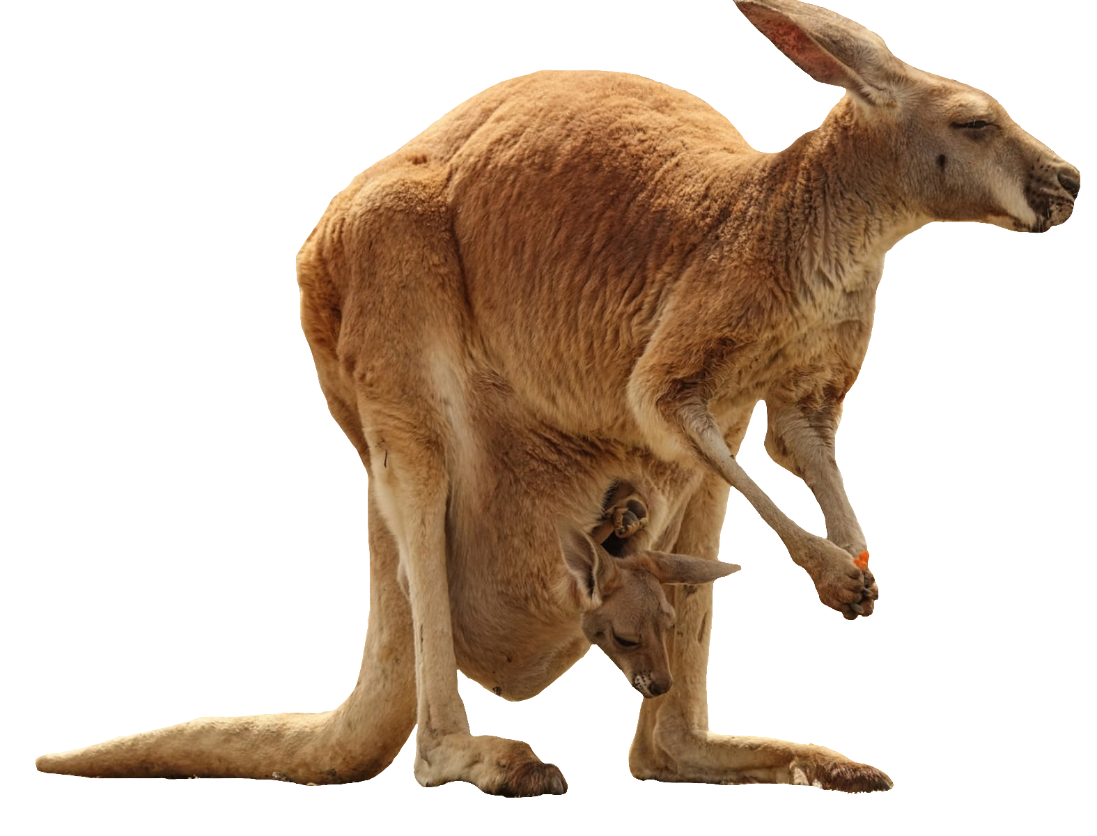Kangaroo-17