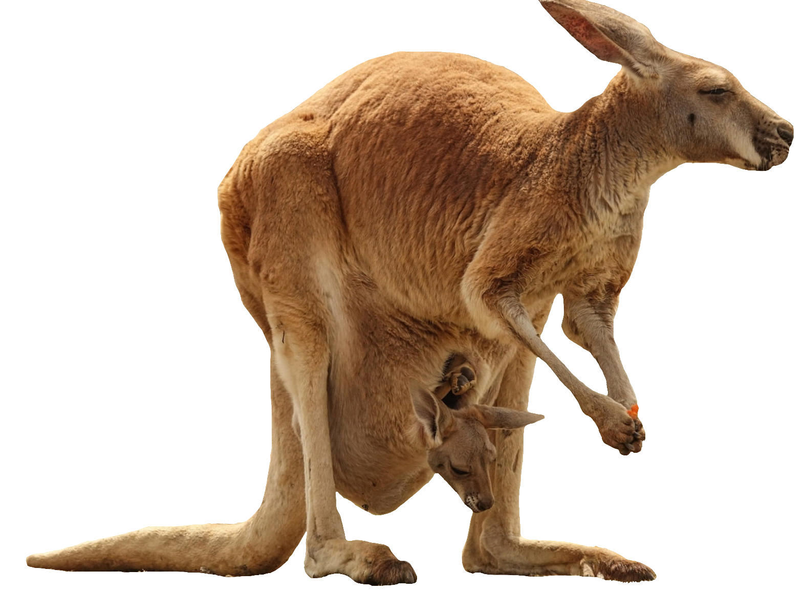 Kangaroo PNG Images Transparent Free Download | PNGMart.com - Kangaroo ...