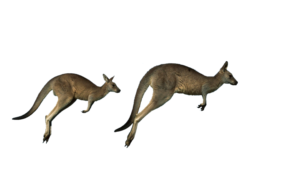Two Kangaroo Jumping Png