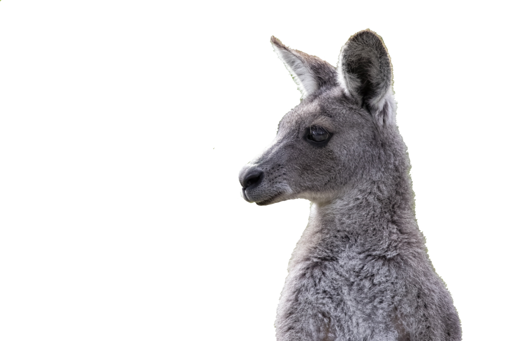 Kangaroo Png Image