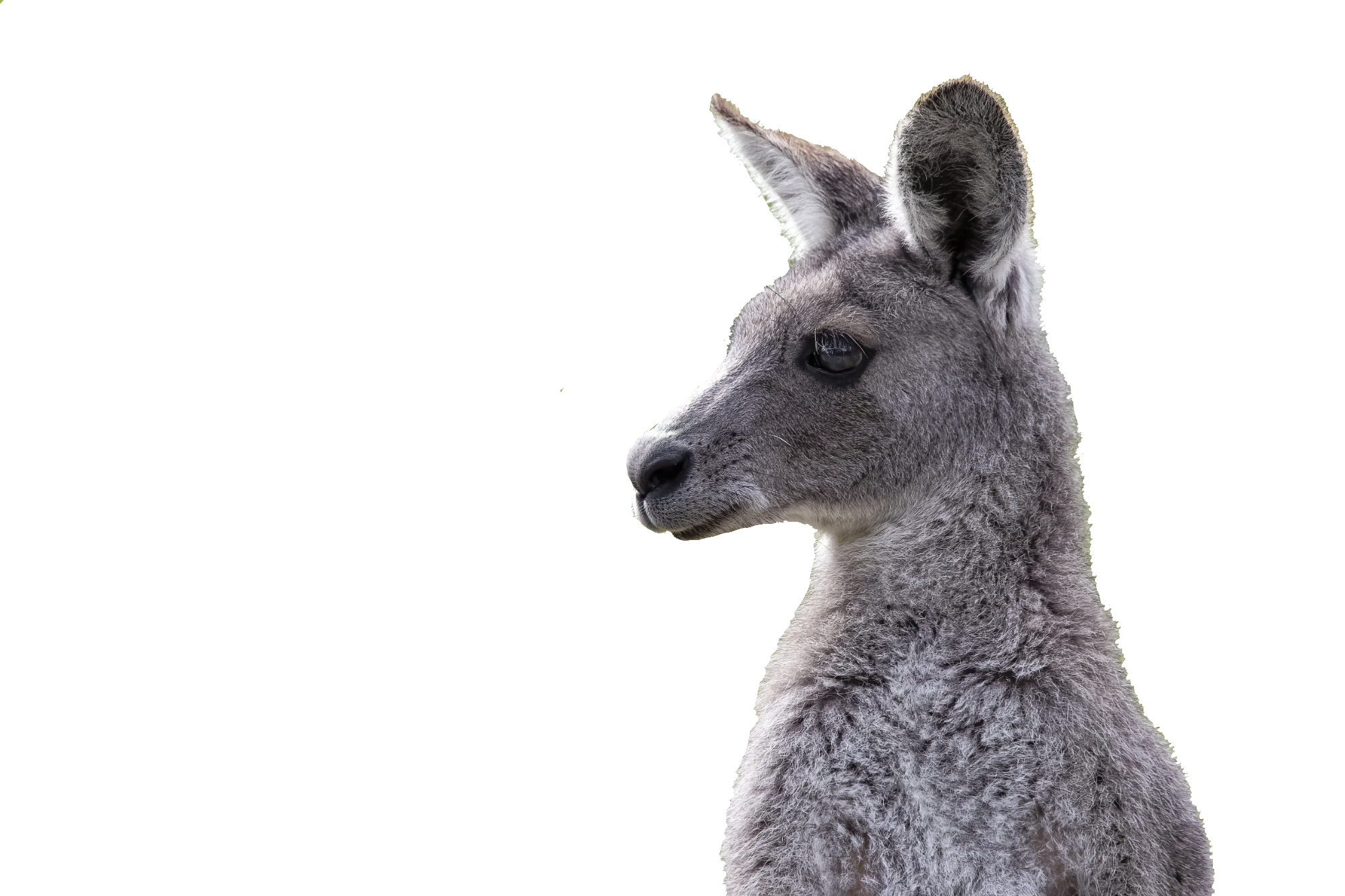 Kangaroo-20