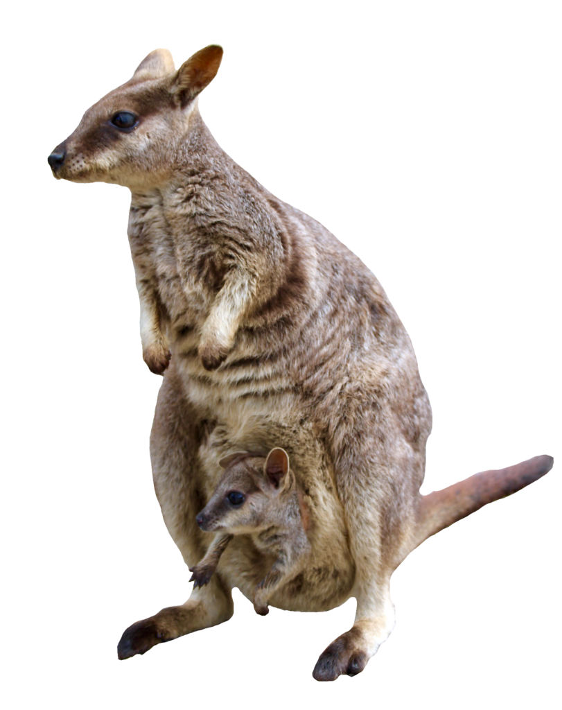Kangaroo Mother and Baby Png
