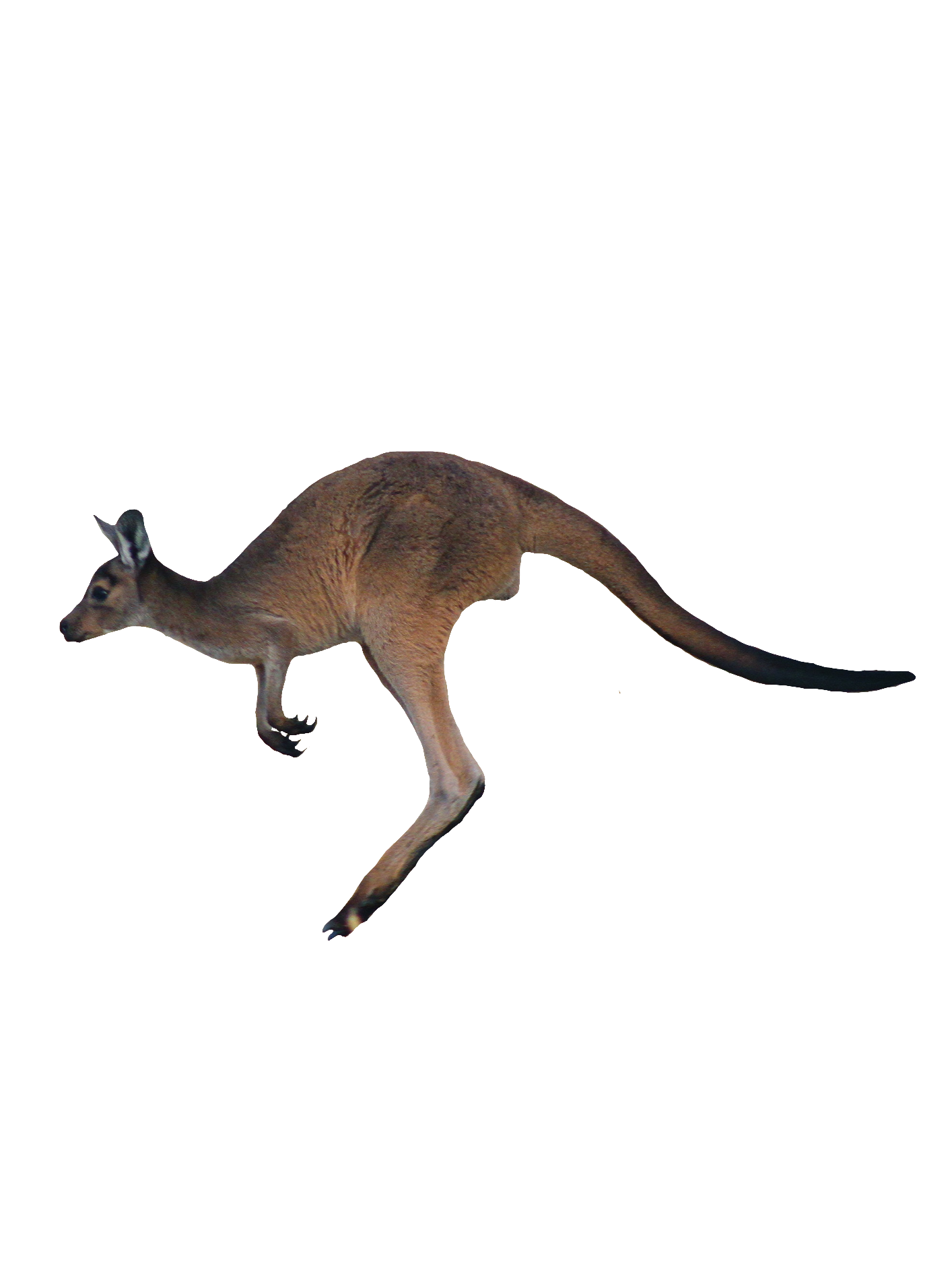 Kangaroo-4