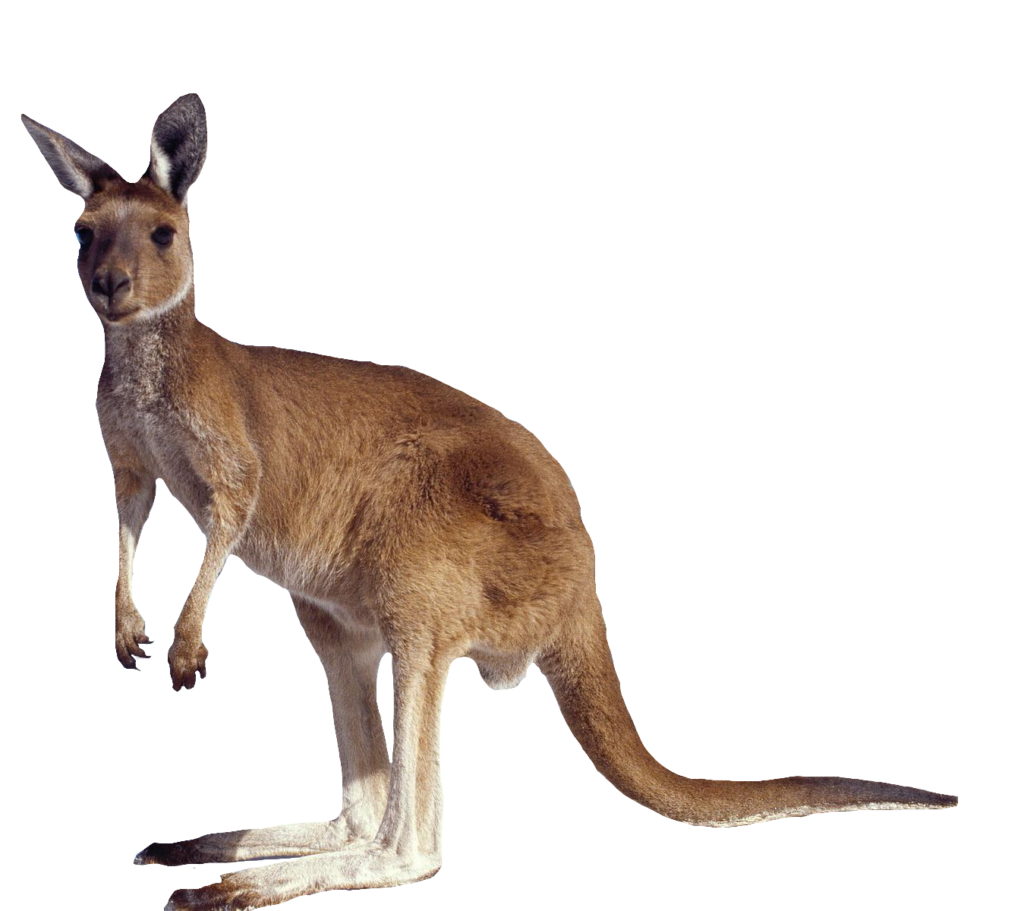 Australian Kangaroo Png