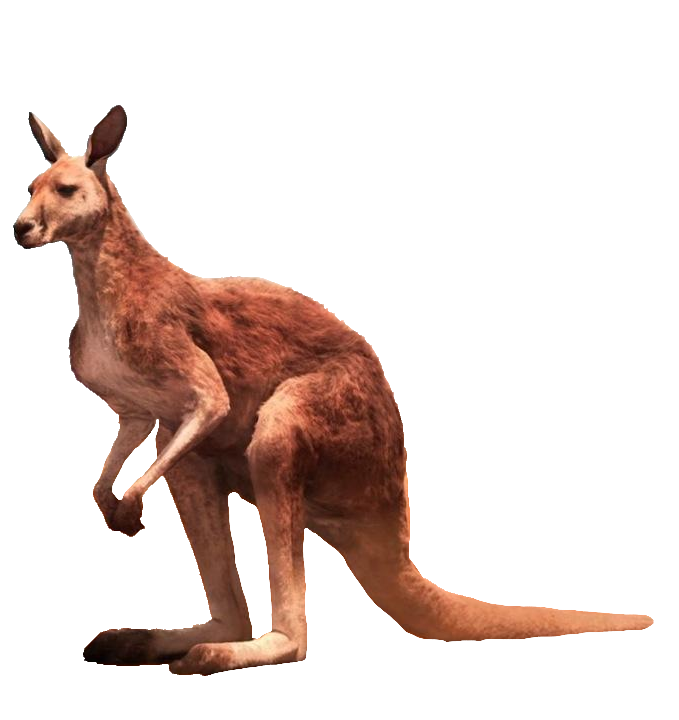 Kangaroo-7
