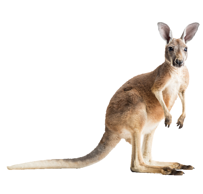 Real Kangaroo Png
