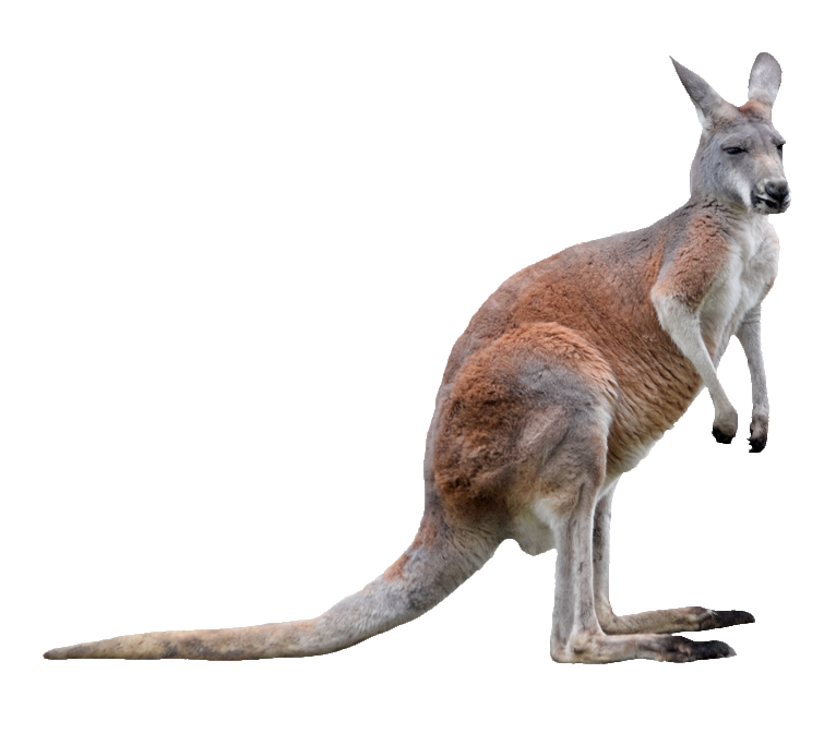 Kangaroo-9