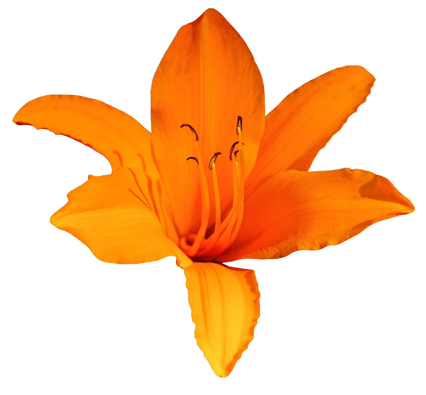 Lily-10