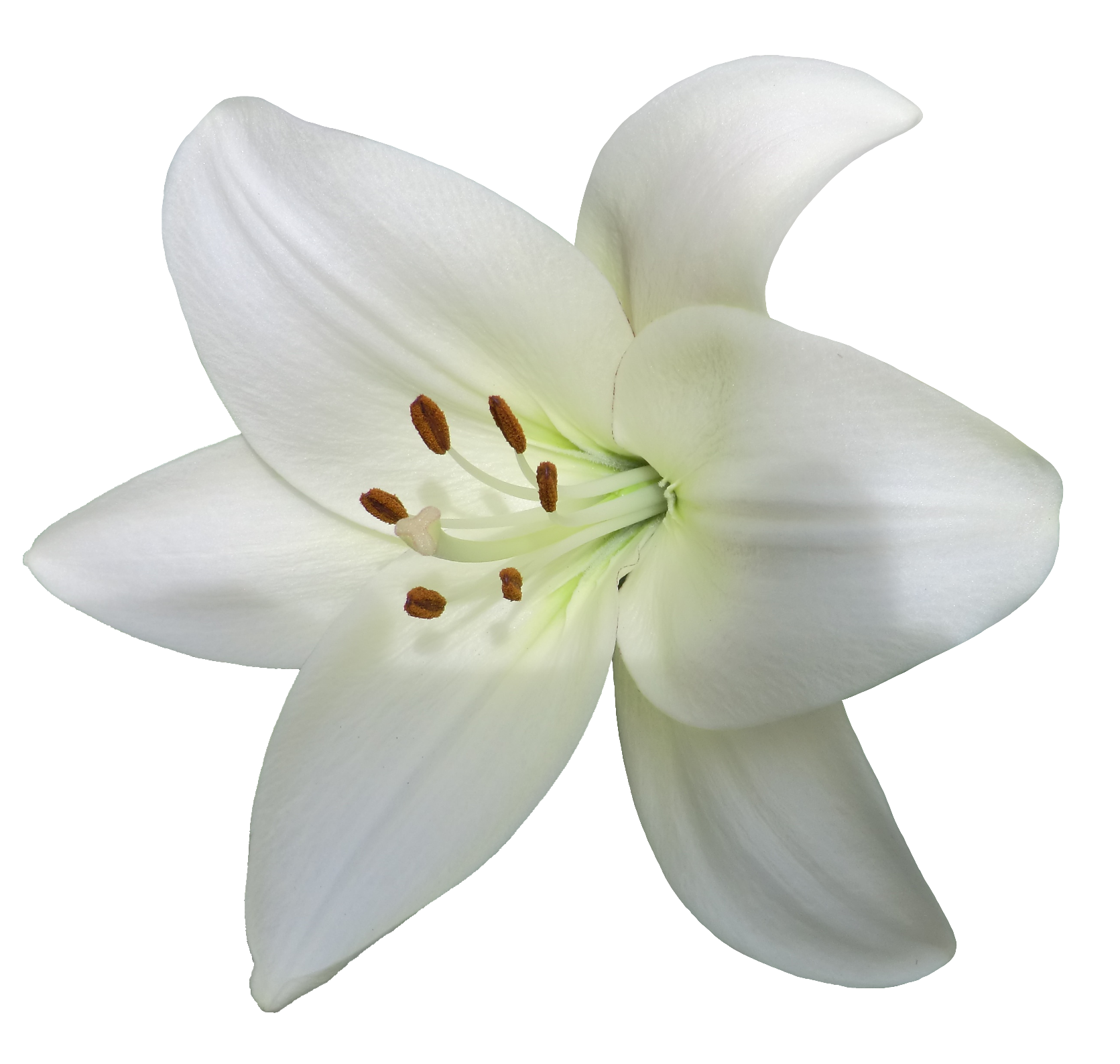 Lily-13