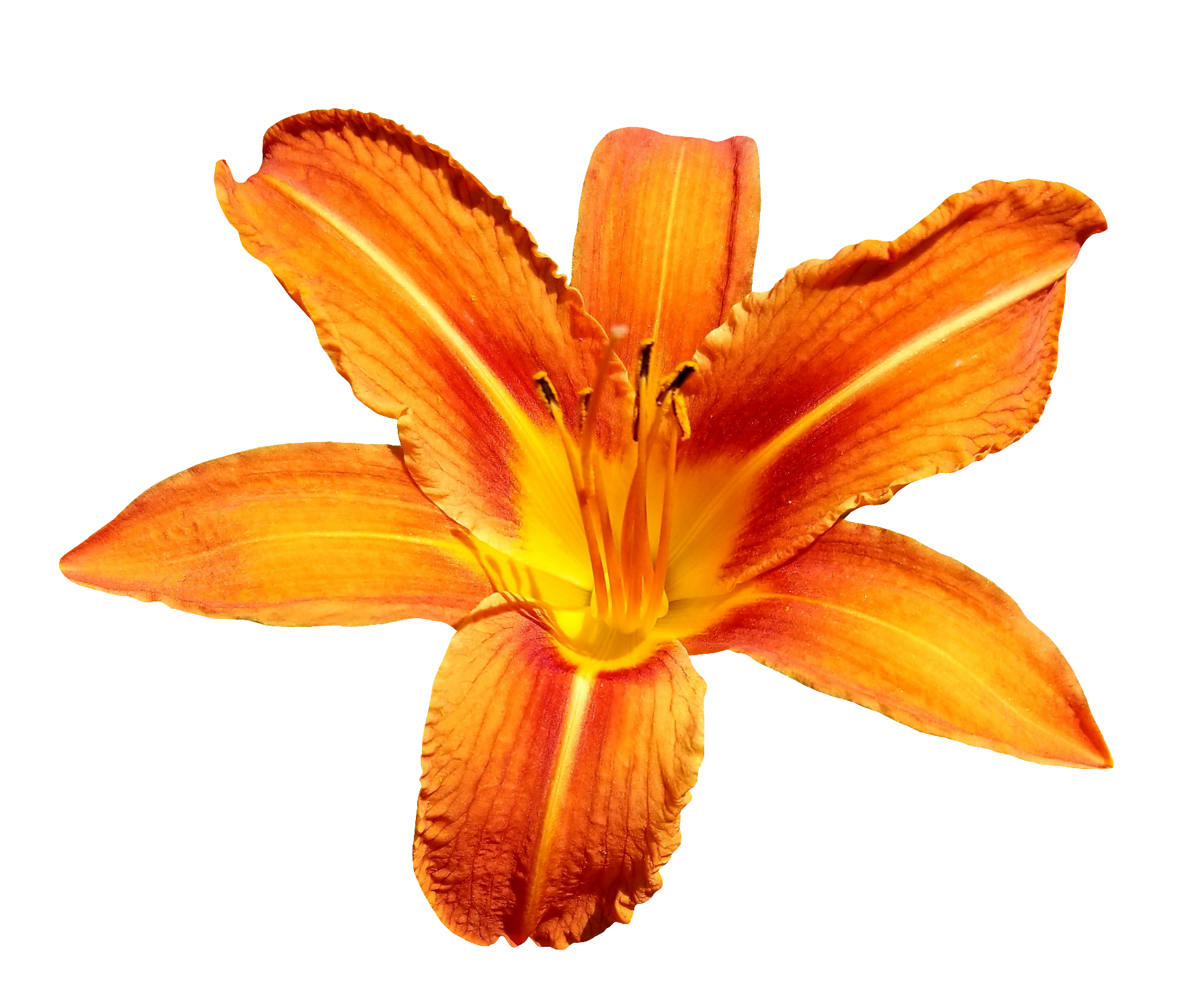 Lily-15