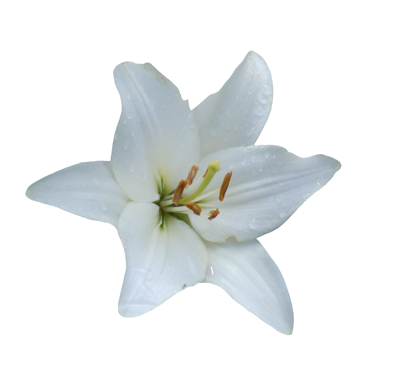 Lily-16