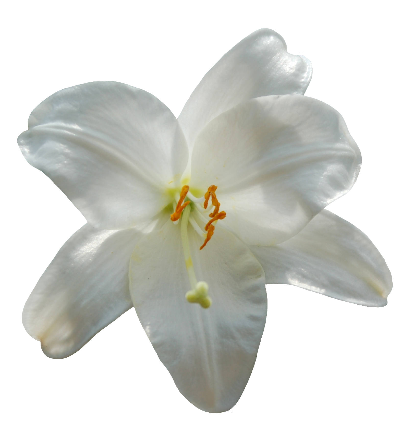 Lily-17