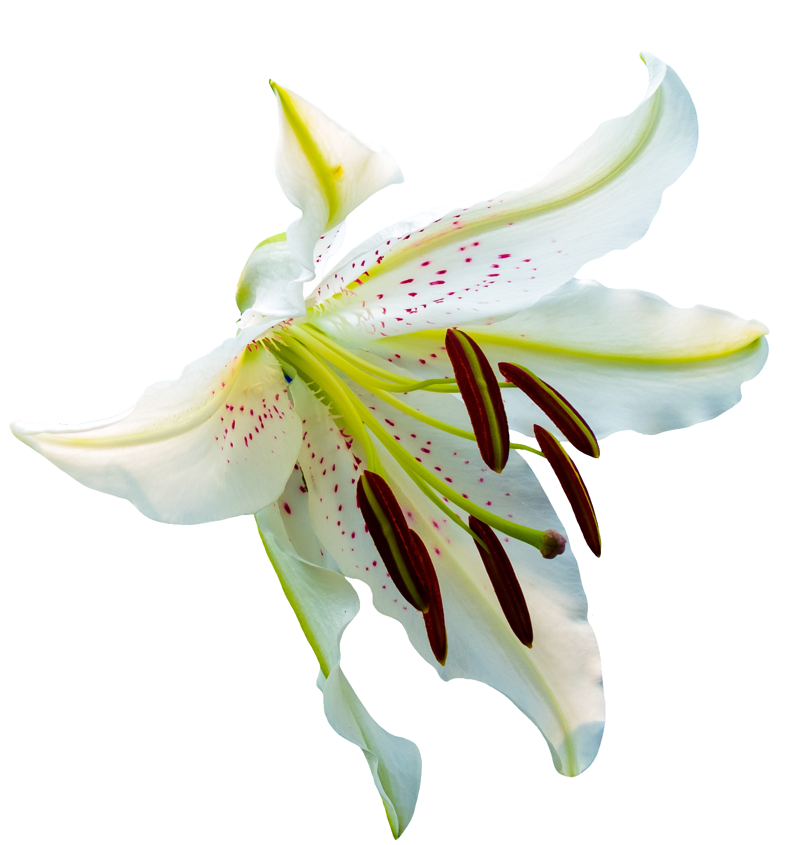 Lily-2