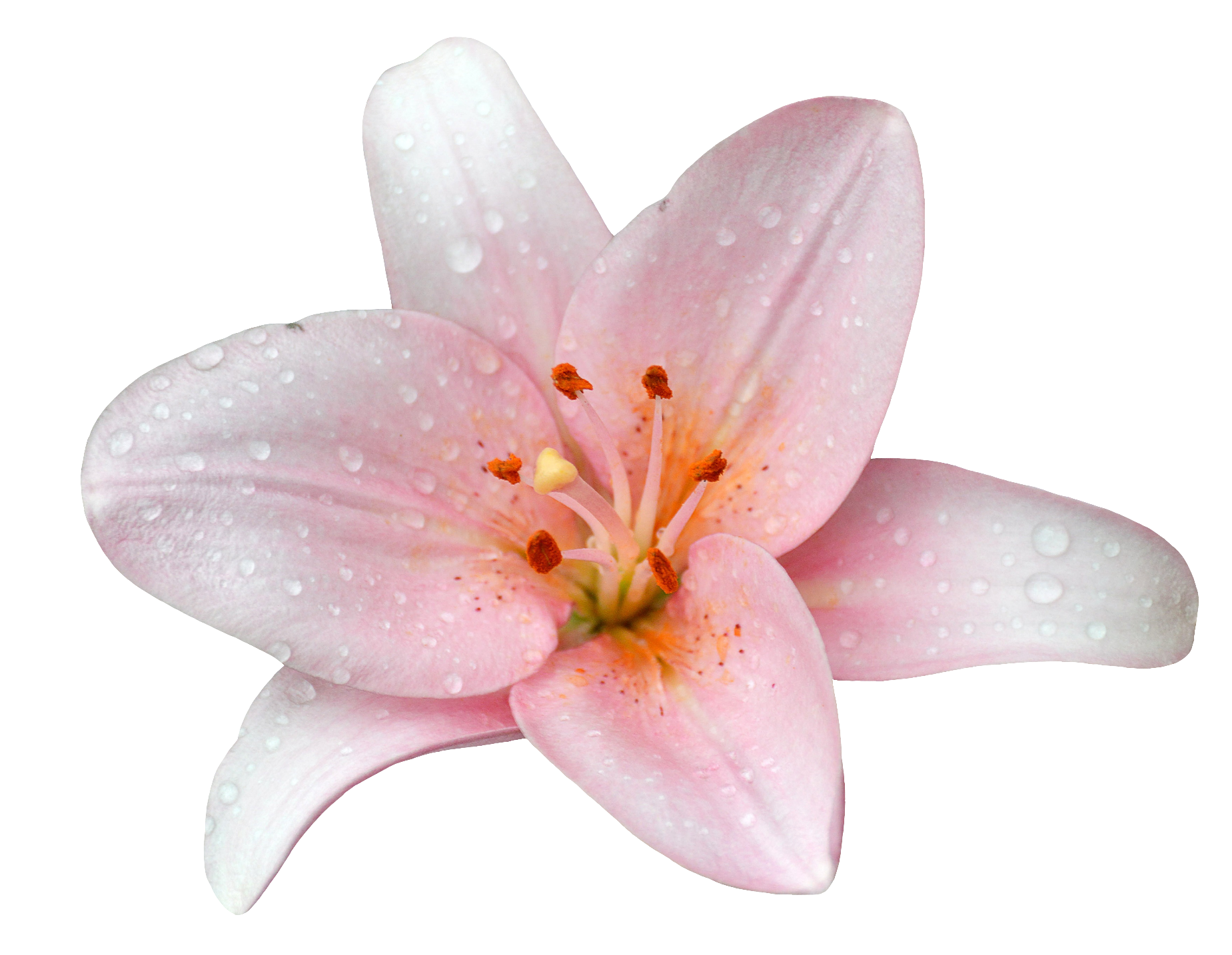 Lily-20