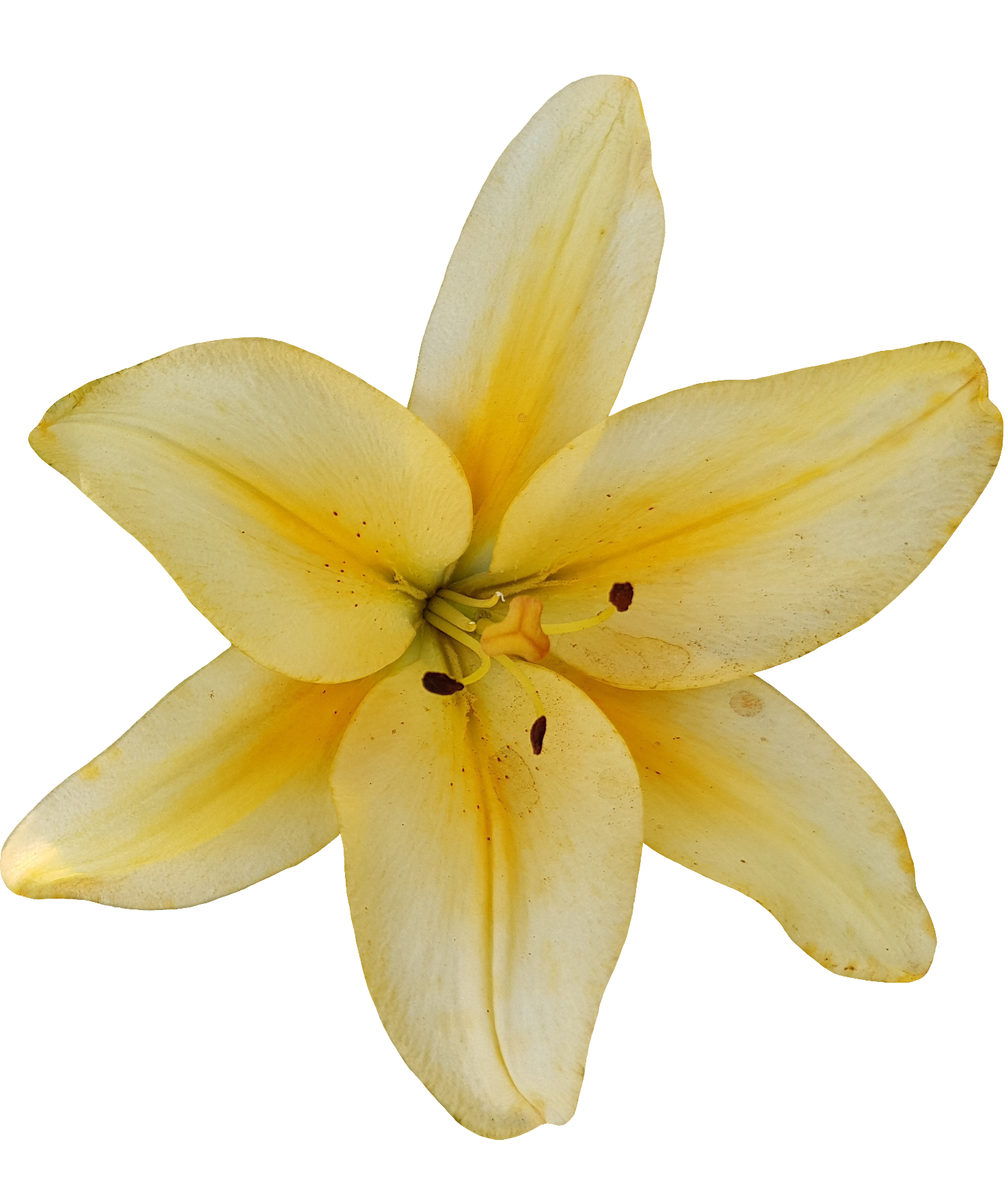 Lily-21