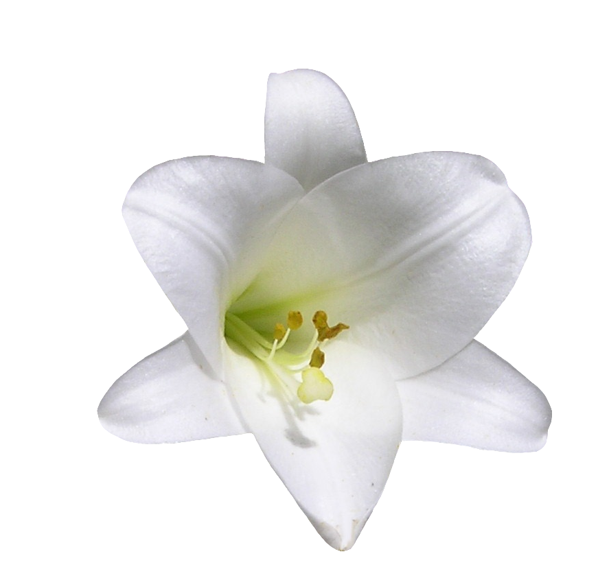 Lily-26