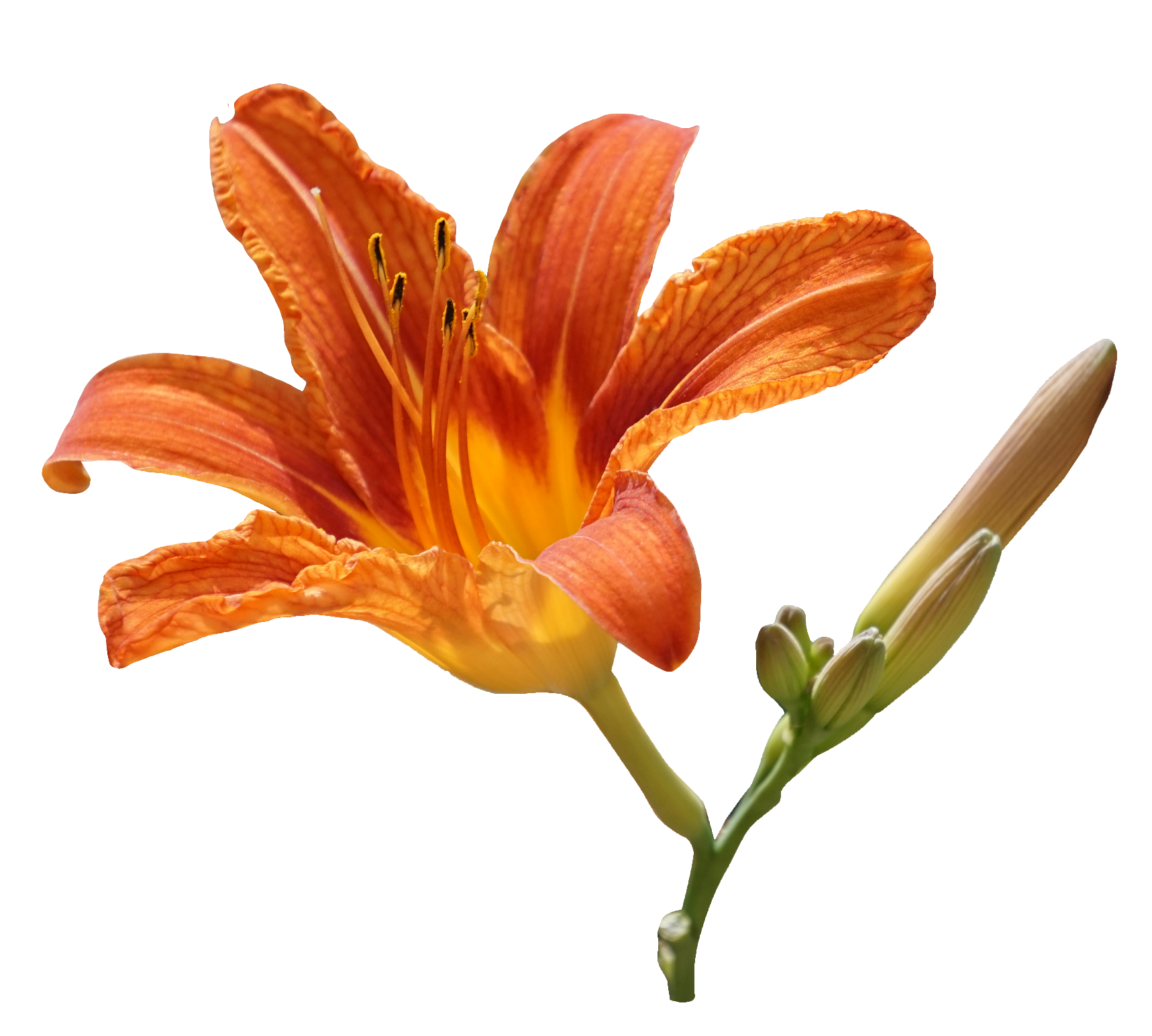 Lily-29