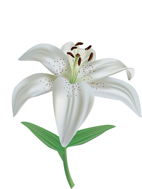 Lily-5