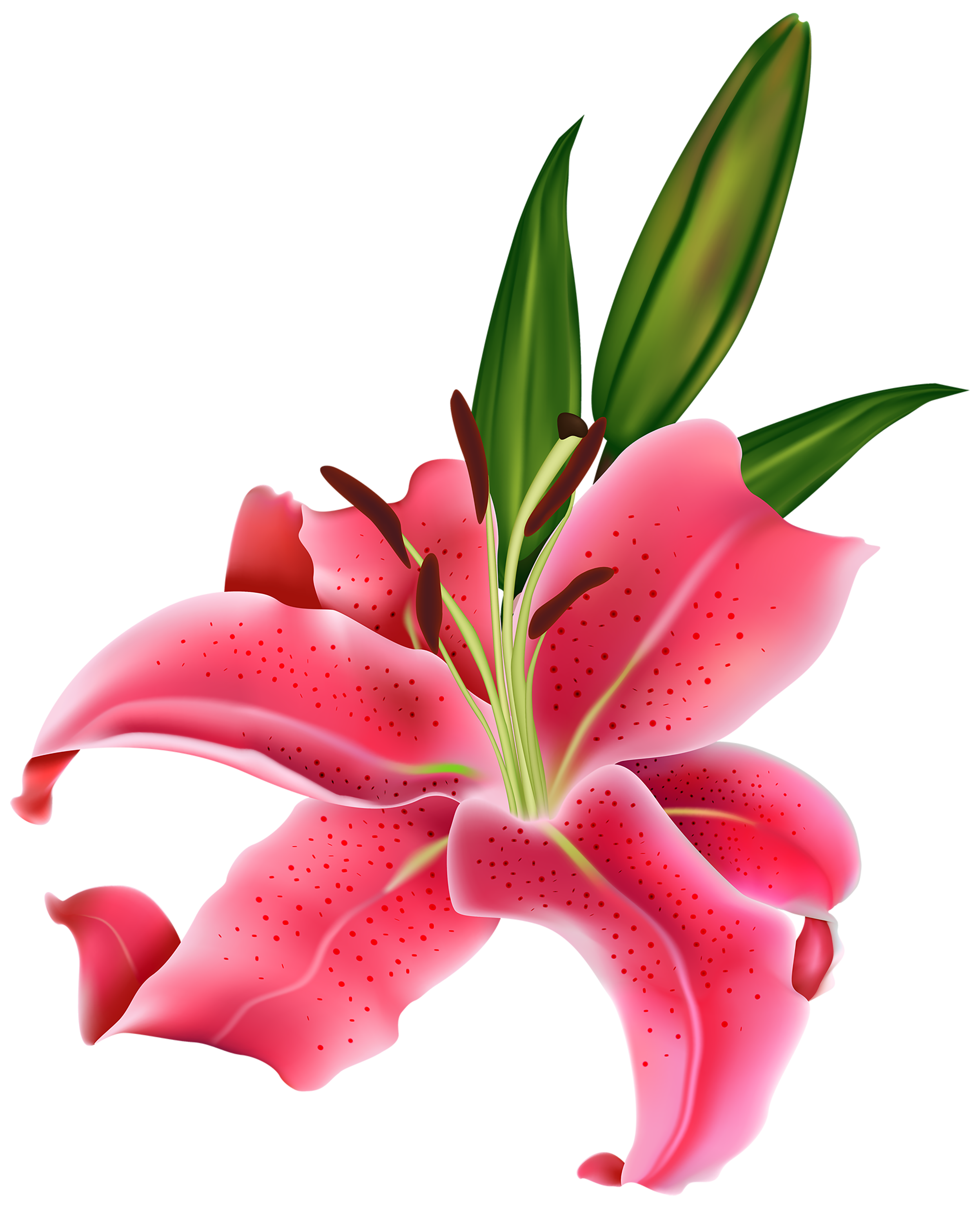 Lily-6
