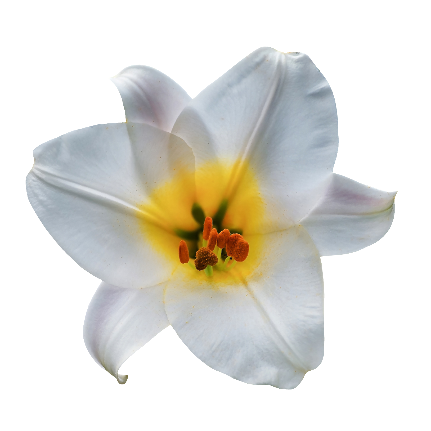 Lily-7