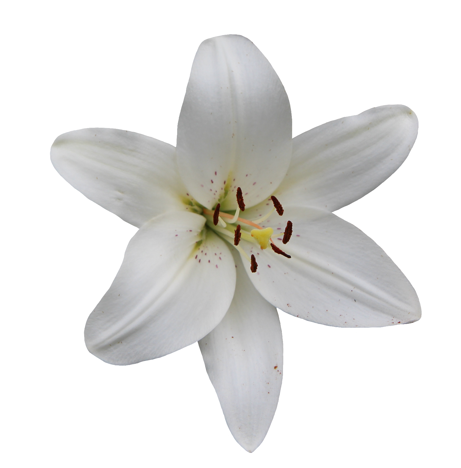 Lily-8