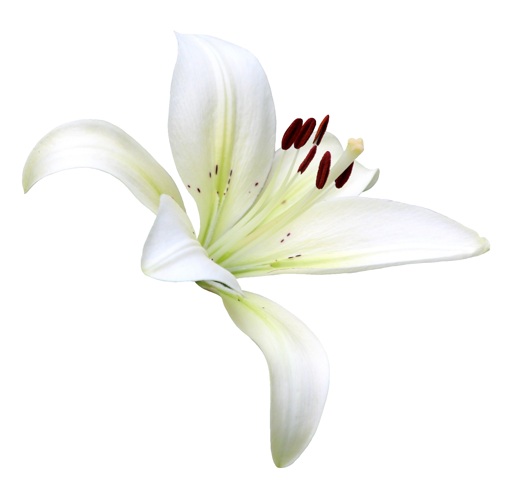 Lily-9