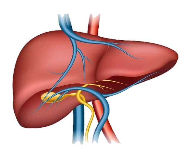 Human Liver System Png