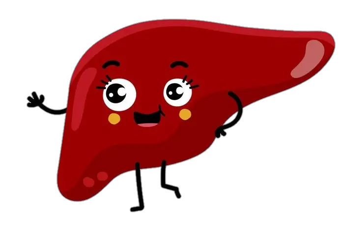 Happy Human Liver Clipart Png