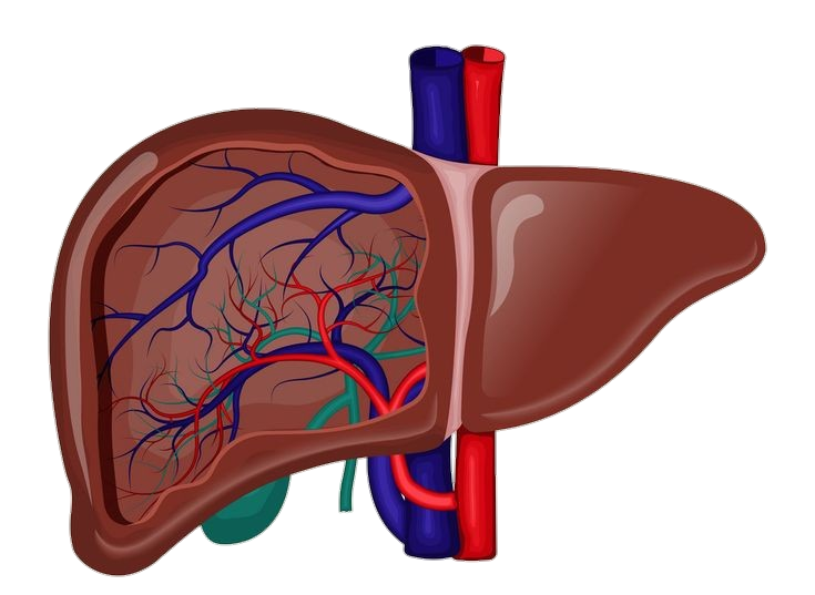 Medical Human Liver Png