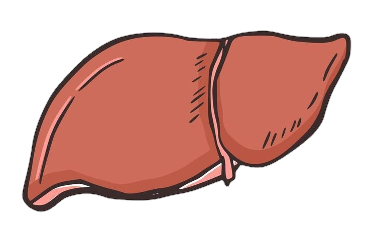 Human Liver Clipart Png